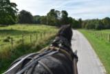 Our jaunting car horse heading toward Muckross House.